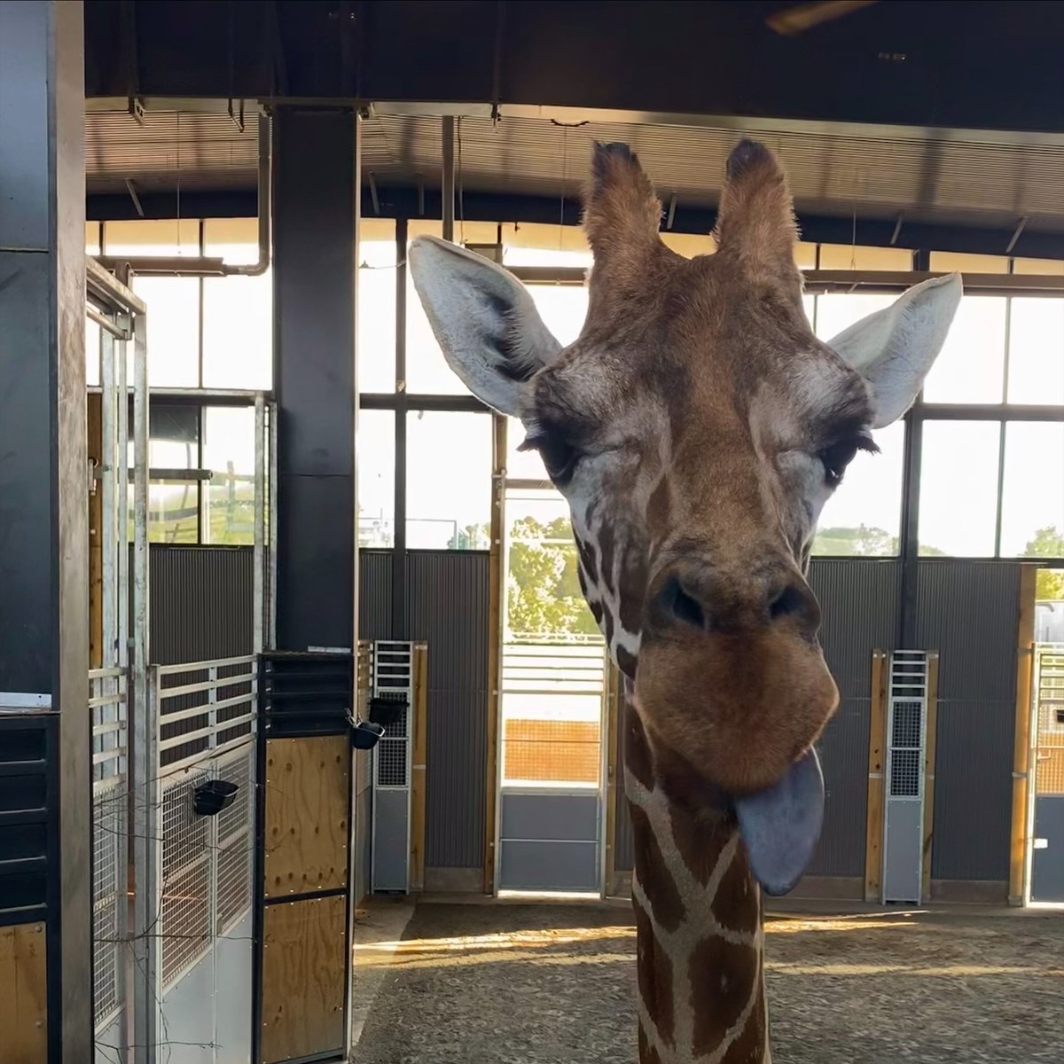 CardinalNewsVA's tweet image. One of the giraffes the state seized from Natural Bridge Zoo died during move; criminal investigation underway cardinalnews.org/2025/07/23/one…