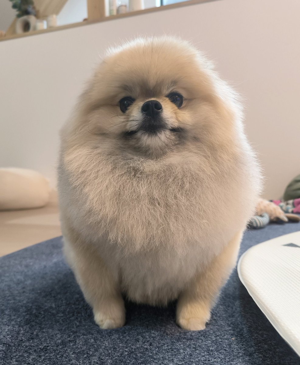 pome_boss0519's tweet image. とりあえずトリミングしたてのポメラニアンを見てください。