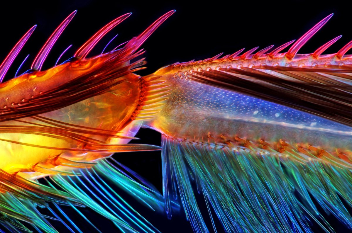 NikonSmallWorld's tweet image. Did you know? Water boatmen are efficient swimmers due to their distinctive hind legs, captured up-close in this 2016 honorable mention.
bit.ly/46juDtg
Credit: Marek Miś