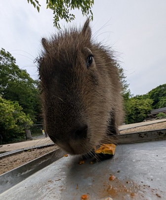 capipiro's tweet image. キキョウちゃんの朝食タイム！

(2025.05.26長崎バイオパーク)
