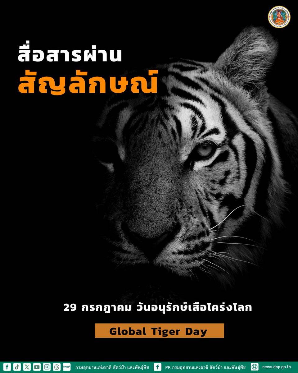 เสือโคร่ง นอกจากใช้เสียงร้องในการสื่อสารแล้วนั้น ยังรู้จักทำเครื่องหมายบ่งบอกอาณาเขต ไม่ว่าจะเป็นการพ่นปัสสาวะตามต้นไม้หรือพุ่มไม้,ถ่ายมูล,ครูดหรือตะกุยดิน และเกลือกกลิ้งตามพื้น

#กรมอุทยานแห่งชาติ #วันเสือโคร่งโลก #29กรกฎาคม #GlobalTigerDay #วันเสือโคร่งโลก2568 #สัตว์ป่าคุ้มครอง