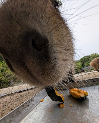 capipiro's tweet image. キキョウちゃんの朝食タイム！

(2025.05.26長崎バイオパーク)