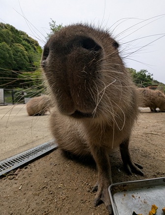 capipiro's tweet image. キキョウちゃんの朝食タイム！

(2025.05.26長崎バイオパーク)