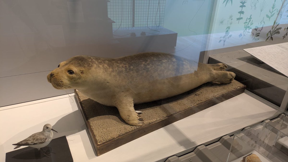 ロッテルダムの自然史博物館に 行ってきた??友から送られてきた 