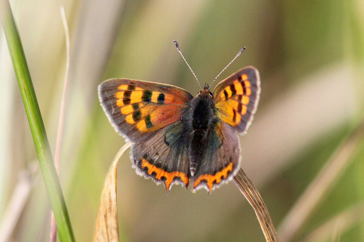 MrSteveyJames's tweet image. A walk around the fields at our farm #chesterfield #derbyshire last week while the sun was out, was good numbers of the lovely Small Copper Butterflies #TwitterNatureCommunity #TwitterNaturePhotography @DerbysWildlife @NatureUK @savebutterflies @Natures_Voice @BBCSpringwatch