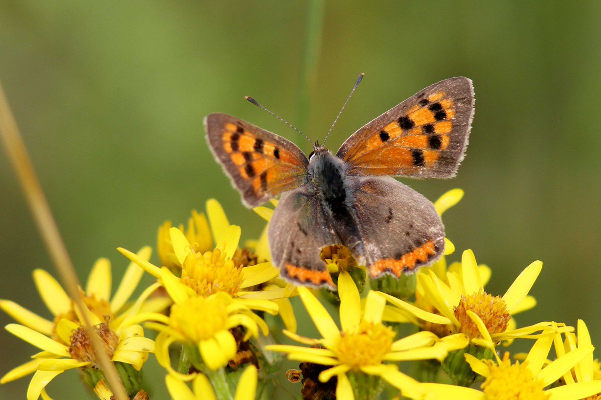MrSteveyJames's tweet image. A walk around the fields at our farm #chesterfield #derbyshire last week while the sun was out, was good numbers of the lovely Small Copper Butterflies #TwitterNatureCommunity #TwitterNaturePhotography @DerbysWildlife @NatureUK @savebutterflies @Natures_Voice @BBCSpringwatch