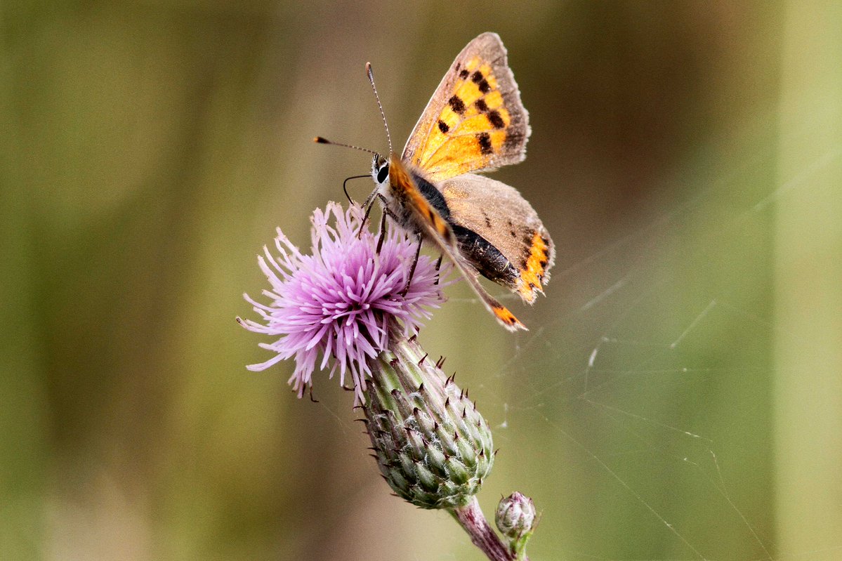 MrSteveyJames's tweet image. A walk around the fields at our farm #chesterfield #derbyshire last week while the sun was out, was good numbers of the lovely Small Copper Butterflies #TwitterNatureCommunity #TwitterNaturePhotography @DerbysWildlife @NatureUK @savebutterflies @Natures_Voice @BBCSpringwatch