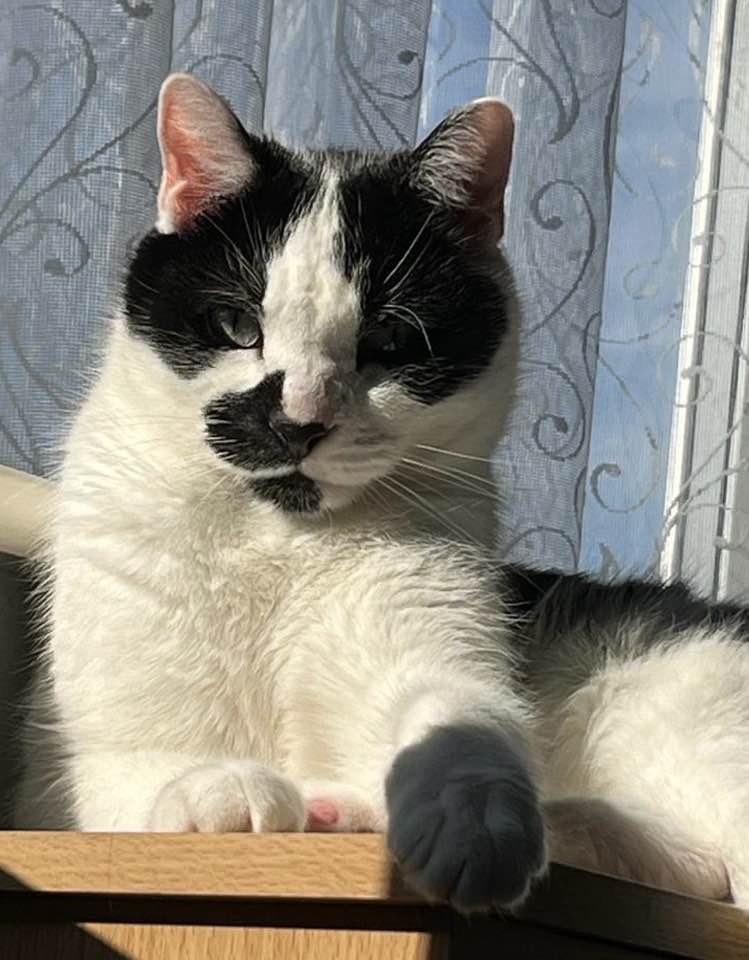Orcinus68's tweet image. Milo wishes you a wonderful #Wednesday 😺#CatsOfTwitter 😻