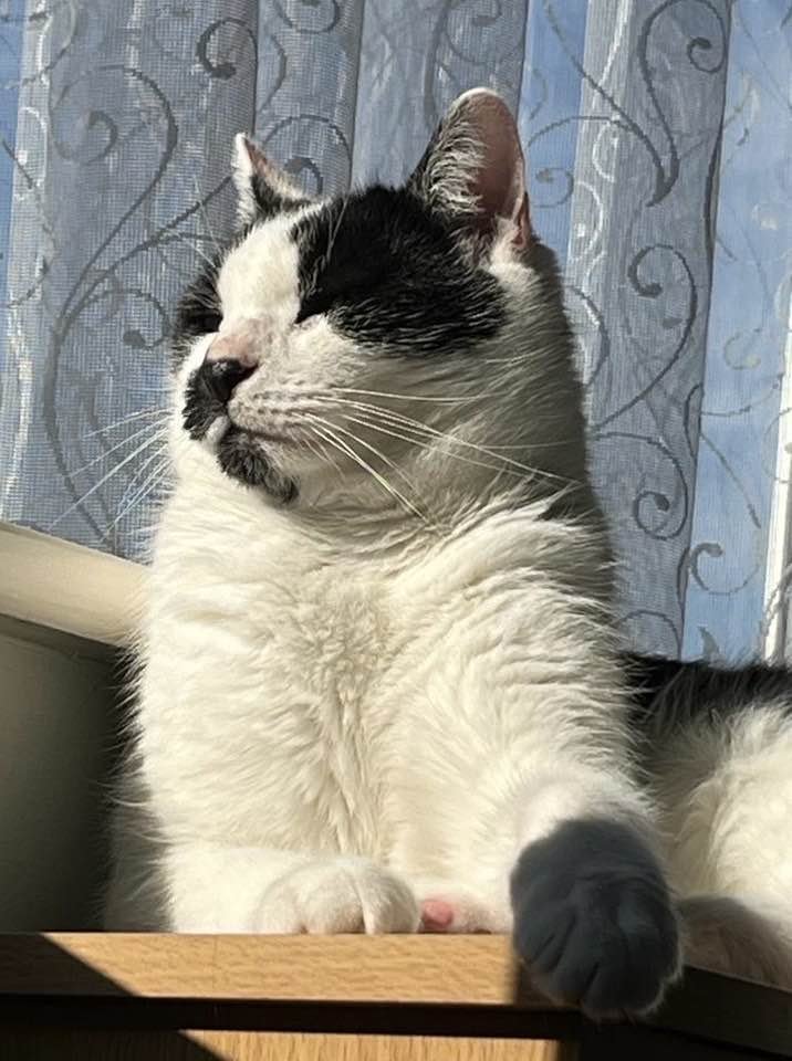 Orcinus68's tweet image. Milo wishes you a wonderful #Wednesday 😺#CatsOfTwitter 😻