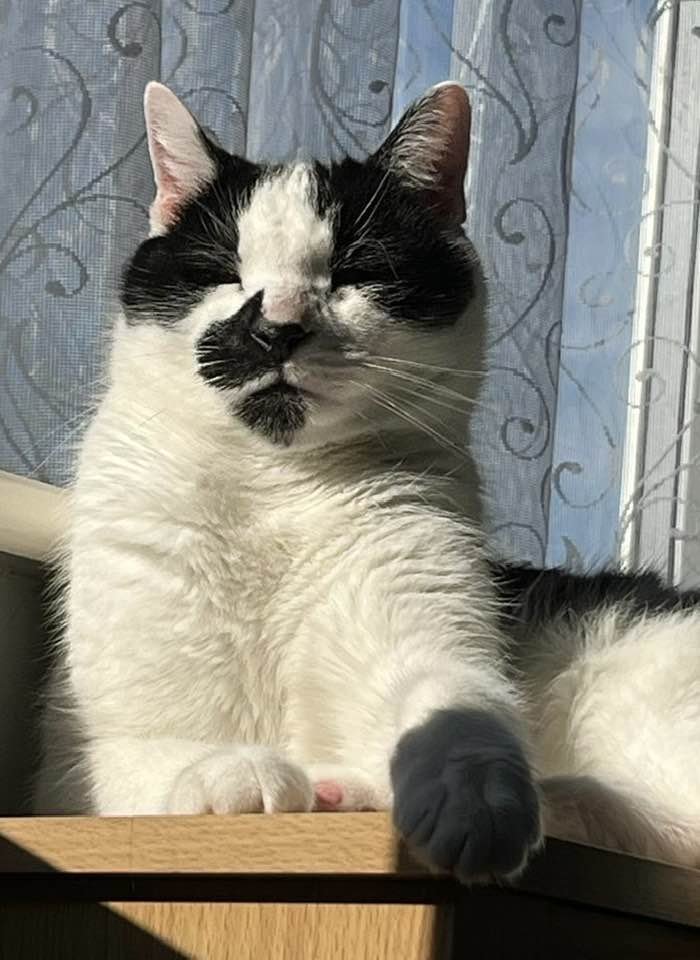 Orcinus68's tweet image. Milo wishes you a wonderful #Wednesday 😺#CatsOfTwitter 😻