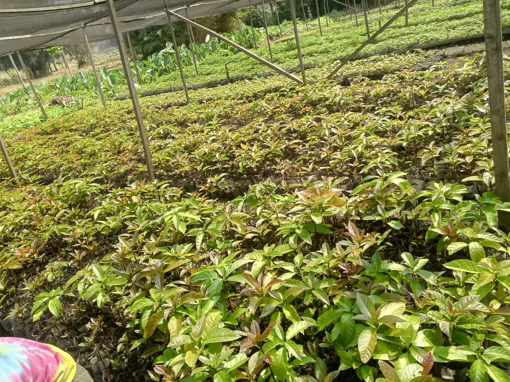 NSolutionsLtd's tweet image. At the heart of every green success story is a well-tended nursery
Our team is hands-on, raising healthy avocado and different Citrus species seedlings ready to transform your farm or garden.
📞 Book yours today via +250 789 733 923 — quality starts here!
#YourPartnerInGreener
