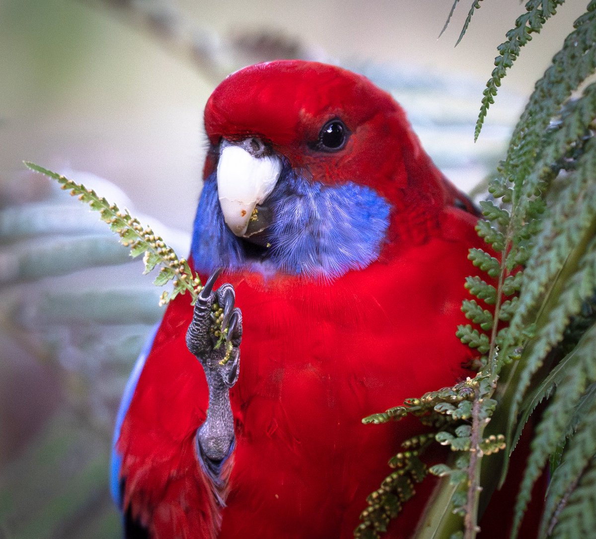 ThingsCanberra's tweet image. Crimson rosella &amp;amp; fern - Botanic Gardens