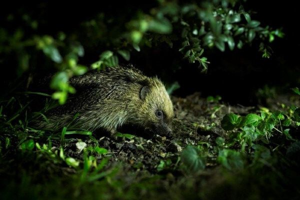This July, gardeners, families and individuals are being urged to create wild patches as part of a new campaign to make more spaces with natural insect food and nesting materials for native hedgehogs &gt; livingmags.info/new-campaign-a… #Hedgehogs #Gardeners #Herts