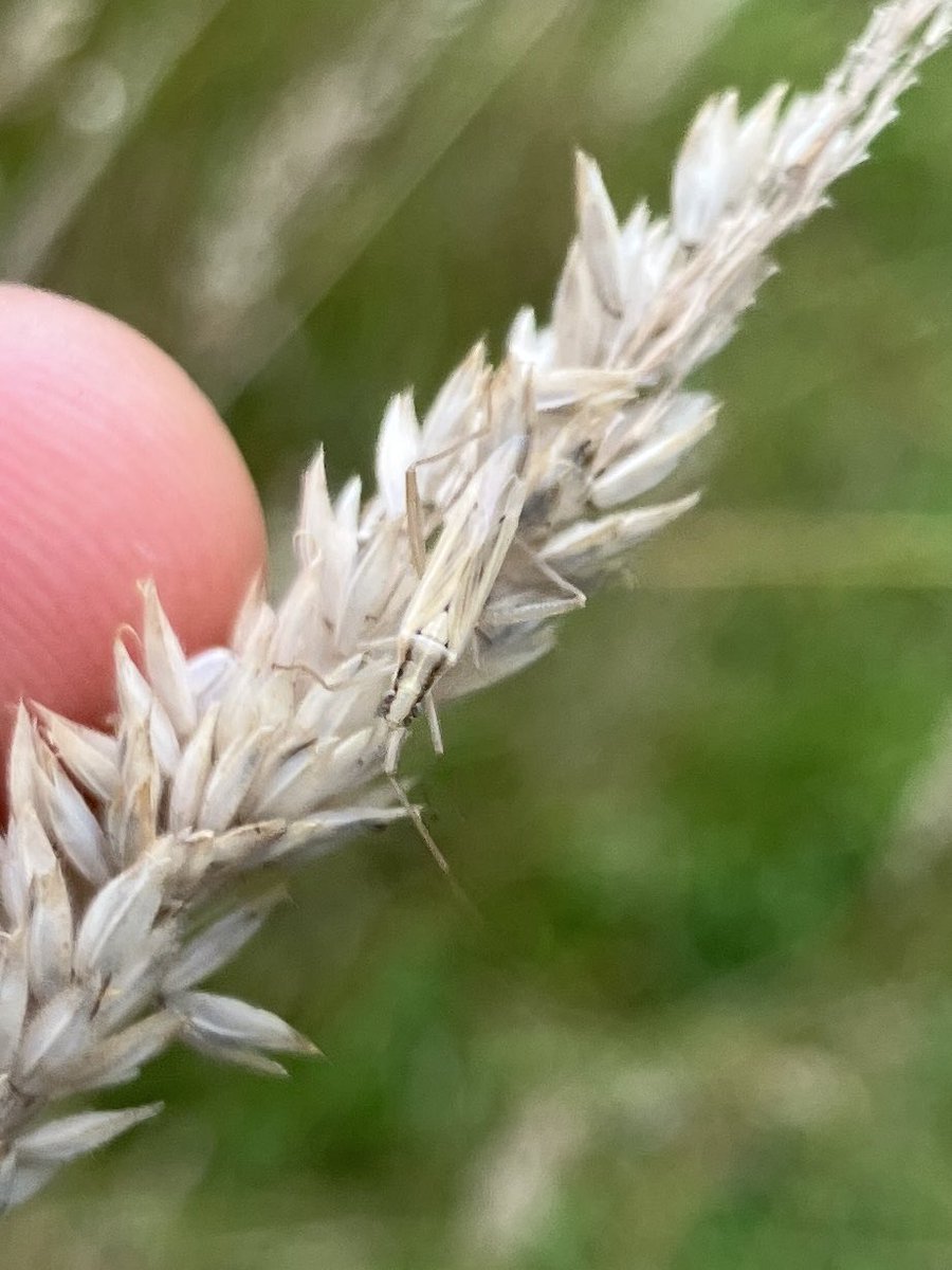 The camouflage of this grass bug is so impressive! <a href="/Natures_Voice/">RSPB</a> <a href="/SomersetWT/">Somerset Wildlife Trust</a>
