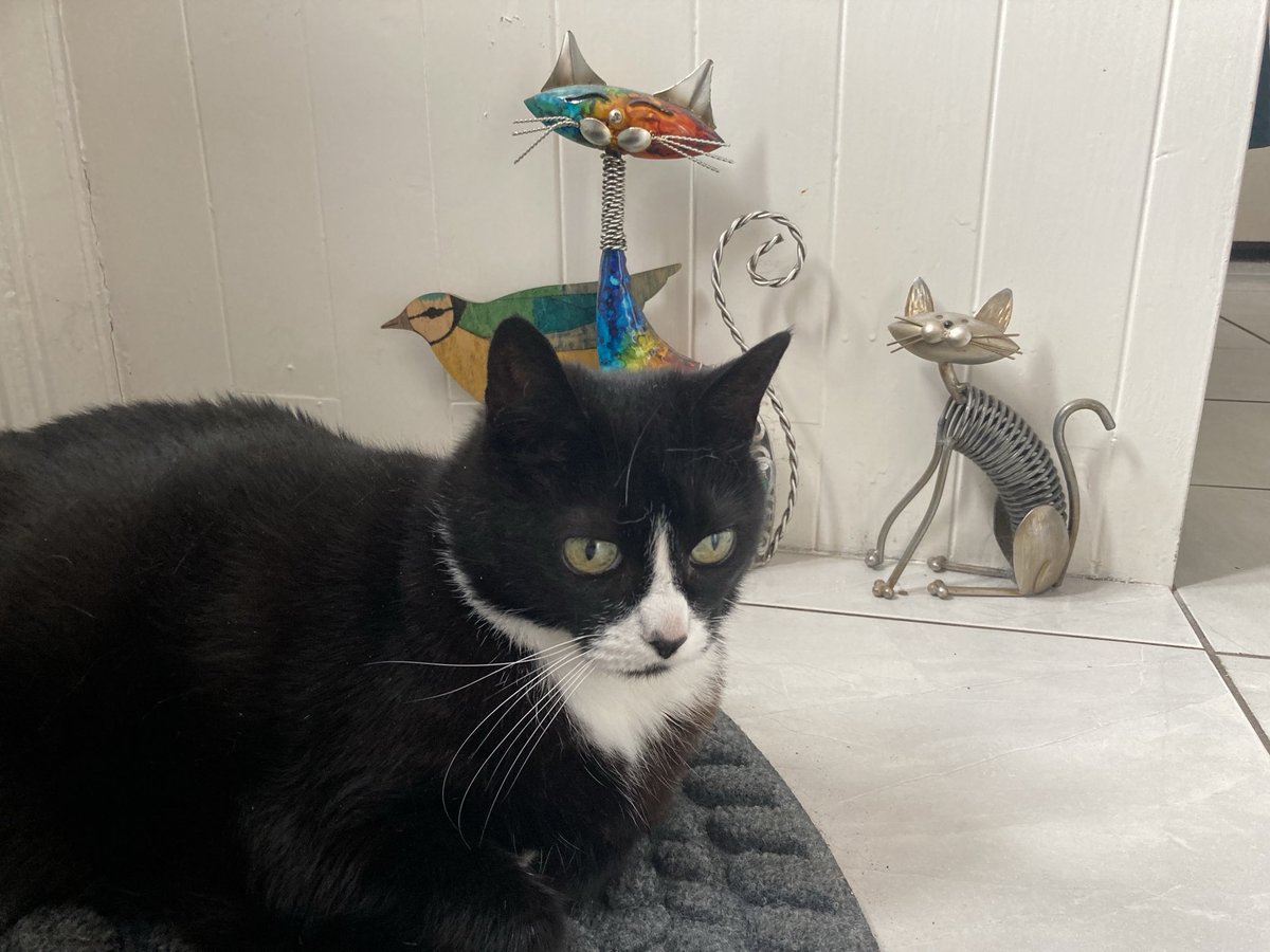 Happy #whiskerswednesday love Rosie xx Looks like she’s got company 😹😹