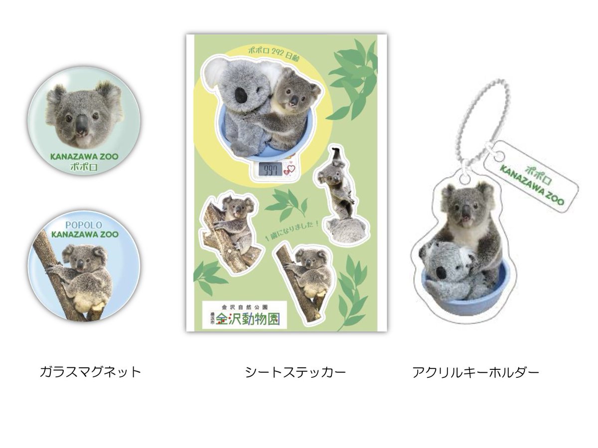 adorno コアラ coala コアラは引き続き展示お休み中ですが…_(._.)_🐨 #金沢動物園 #ののはな