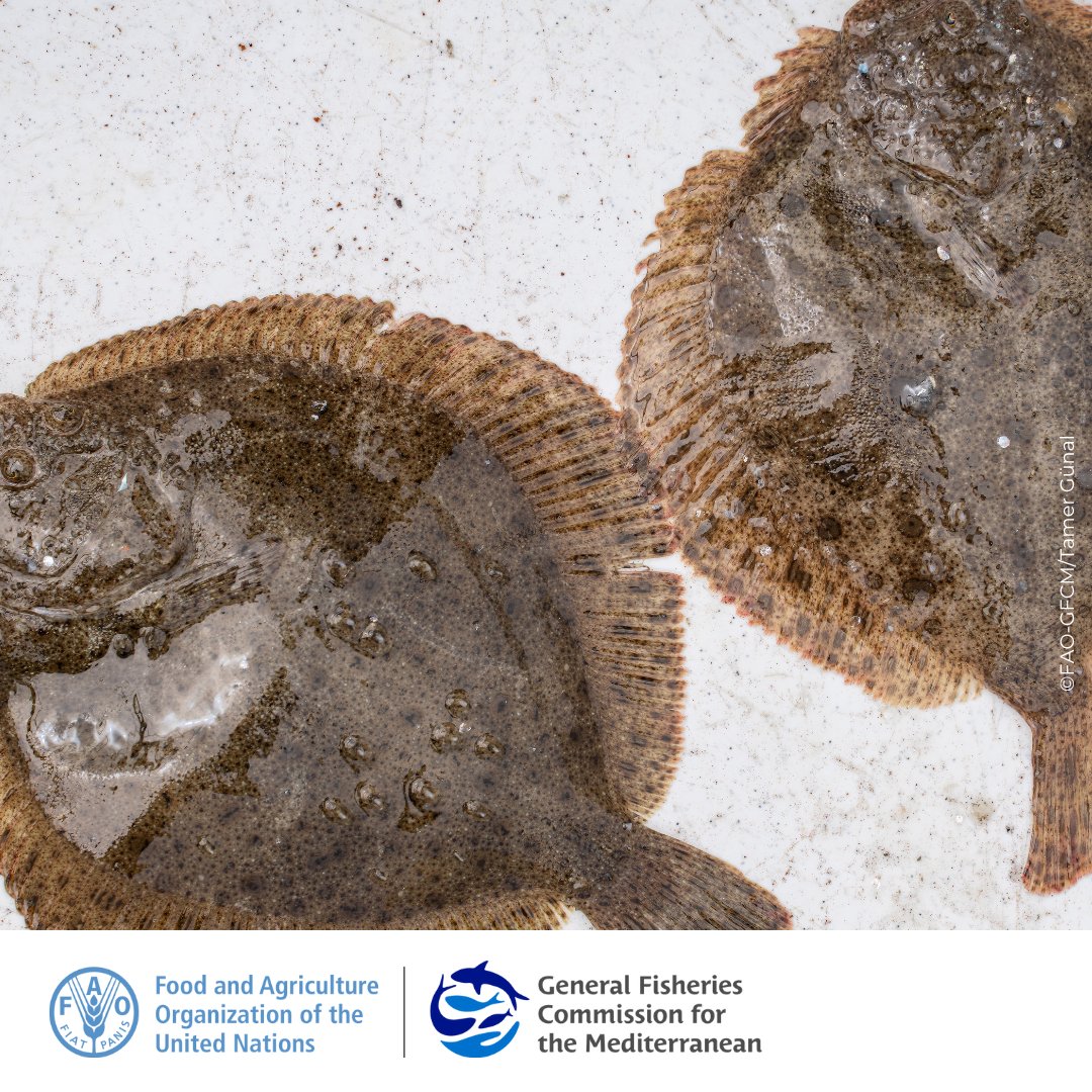#GFCM_WGBS is discussing the management of Black Sea fisheries

In focus: Turbot
🔷Overview of data submissions
🔷Status of the stock
🔷Toolbox of potential technical measures based on the outcomes of the CetabyM project and much more.

openknowledge.fao.org/handle/20.500.…

#BlackSea4Fish