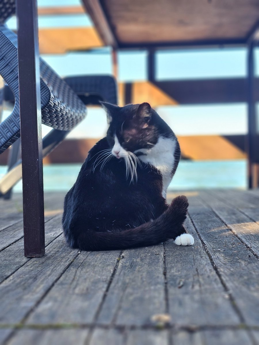 ludwigbarragan's tweet image. #Diplocats, #diplochickens and #diploducks from Lake Vico, near Rome.🐈‍⬛🐔🦆