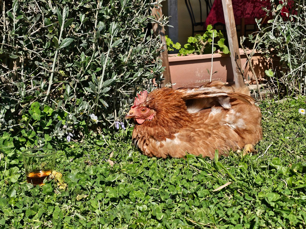 ludwigbarragan's tweet image. #Diplocats, #diplochickens and #diploducks from Lake Vico, near Rome.🐈‍⬛🐔🦆