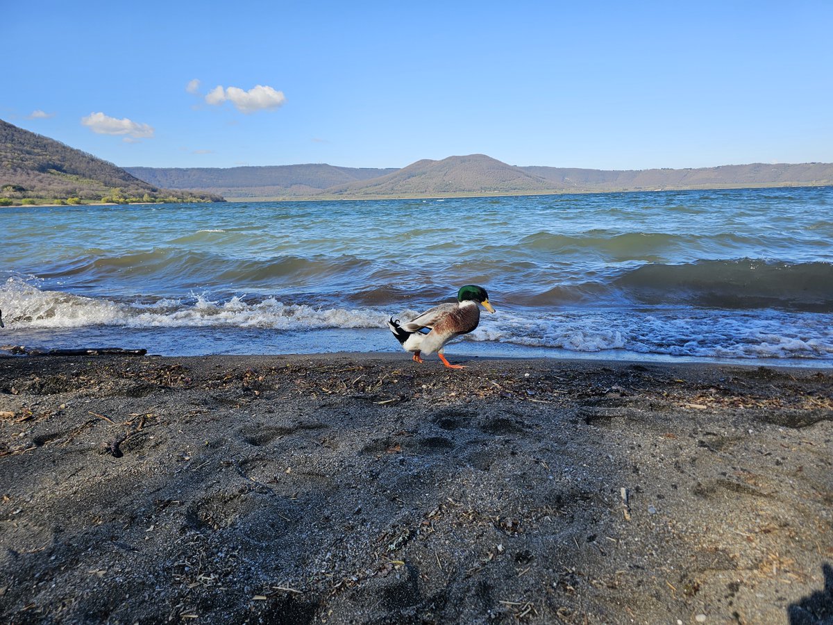 ludwigbarragan's tweet image. #Diplocats, #diplochickens and #diploducks from Lake Vico, near Rome.🐈‍⬛🐔🦆