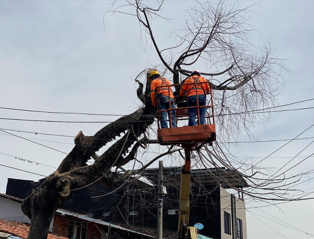 🌳 ¡Retiramos árbol que representaba riesgo en la calle 25!
Con una intervención técnica de la SEDAMA, mejoramos la seguridad del sector con el retiro de un árbol con daños estructurales y fitosanitarios (plagas/enfermedades) que comprometían su estabilidad. 🌿 ParaSerFelices 🍃