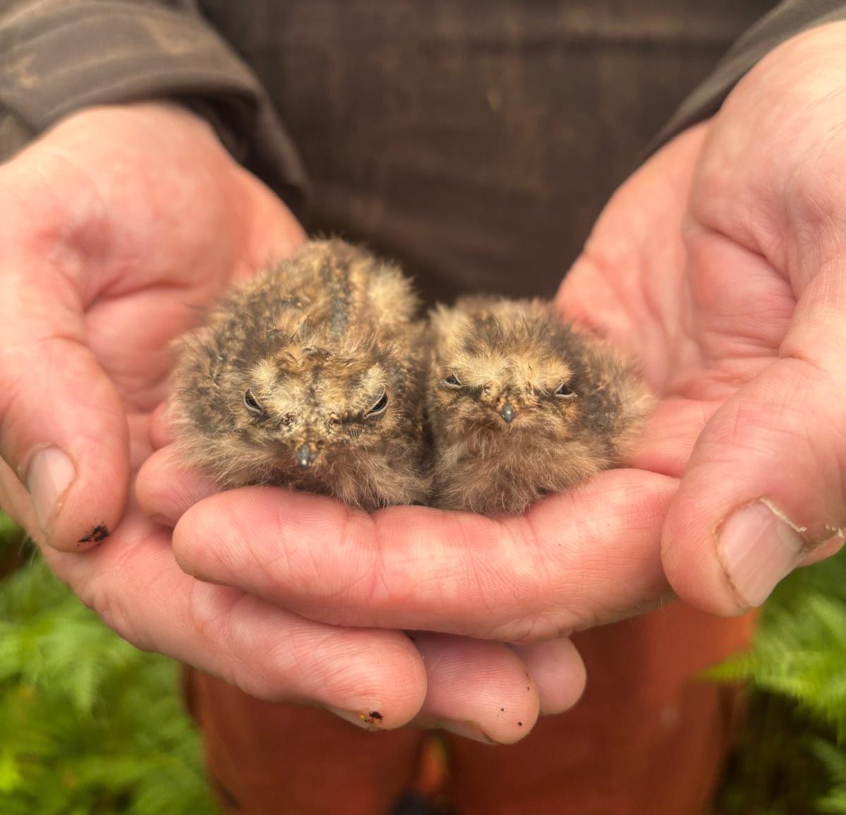RingersWm's tweet image. Another Nightjar nest found and chicks ringed today in North Staffordshire! 🐣✨
Brilliant to see the project growing into new survey areas.
And honestly… how can anyone say these little fluffballs are ugly? 😍 #Nightjar #Conservation #Birds