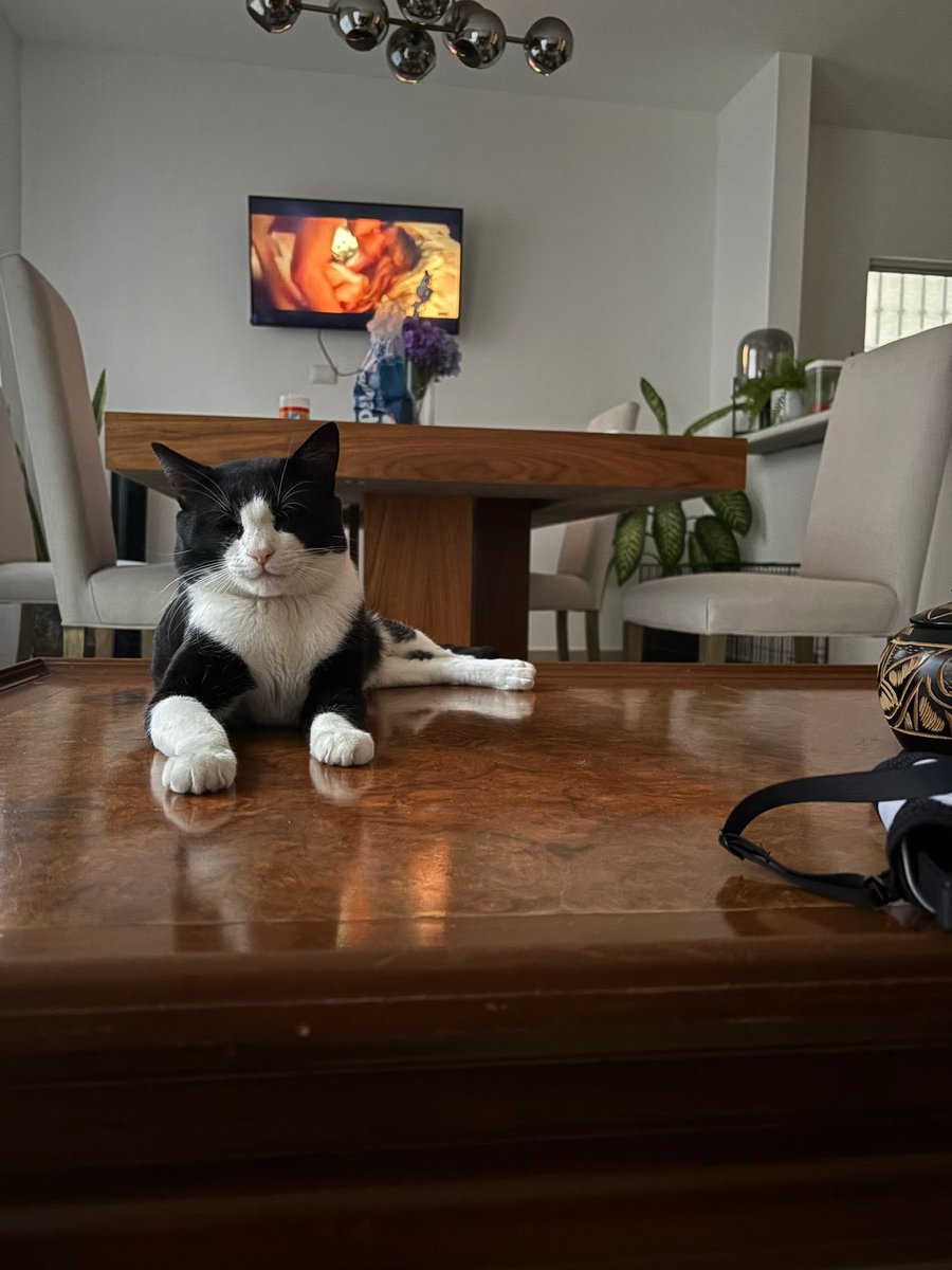 Cats are love hate sometimes

destroys the vase 🏺 at the Airbnb 

now being adorable can’t be mad