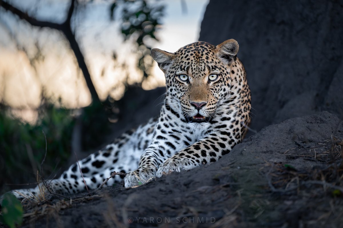SMNK1972's tweet image. Apparently this beautiful leopards was fascinated by the camera, she is certainly photogenic. Taken in Okavango Delta, Botswana. Credit to YS Wildlife Photography