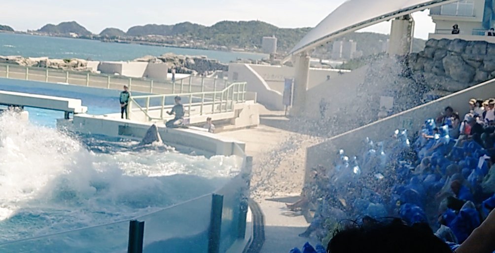 暑い日が続きますね。
私はシャチに水かけてもらってきました😂水の量がとんでもなく、リアルで初めて「（｀ェ´）ﾋﾟｬｰ！」って声出た。

「前列〜最後列まで、確実に水のかからない場所というのは存在しません！」って場内放送最高だった。
#鴨川シーワールド #サマースプラッシュ #スマホ写真部