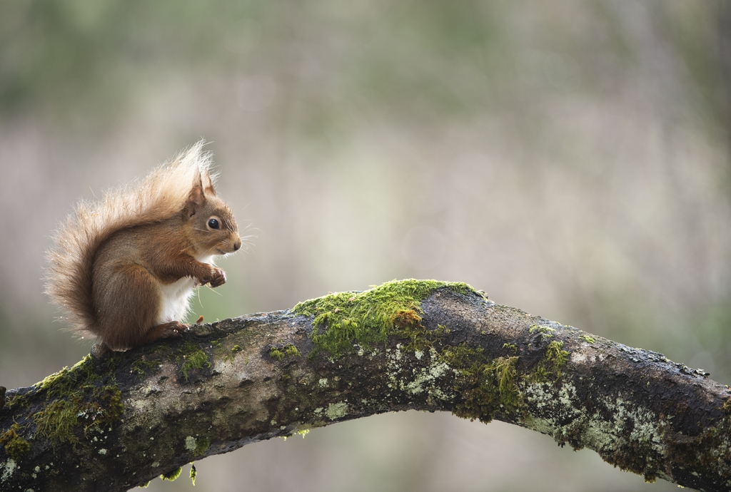 NatureofScot's tweet image. 🐿️ Who doesn’t need a Red Squirrel to brighten their day? 📷 Ben Andrew