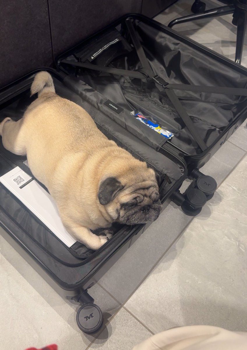 パグちゃん 楽天市場】パグとヨガボール Tシャツ dog57 ダイエット 犬 ブヒ