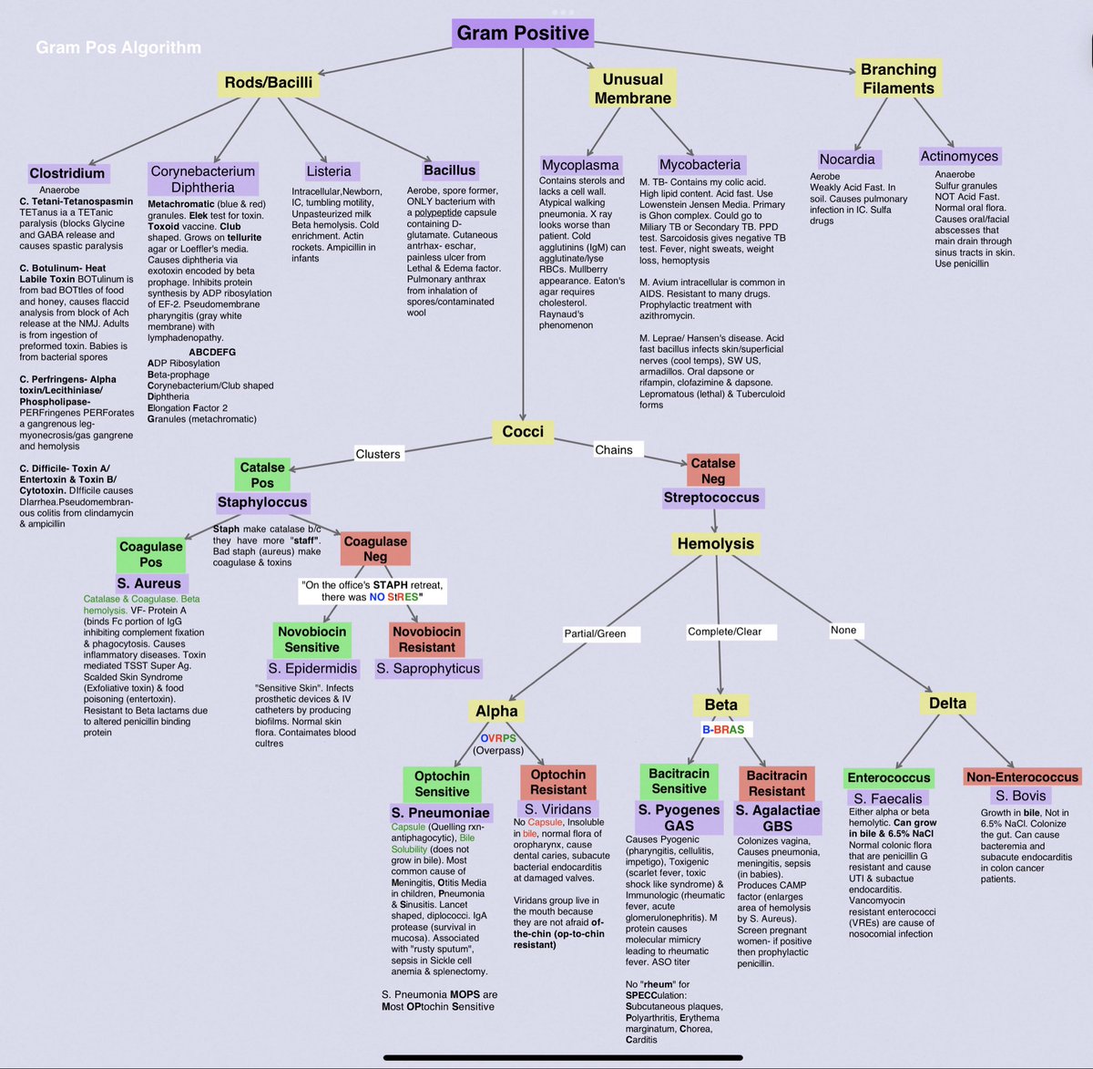 All information about gram positive bacteria