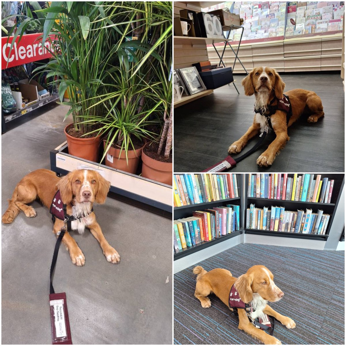 HearingDogs's tweet image. A spot of shopping for Nutmeg 🐕🦺
In the third stage of his hearing dog training, Nutmeg was the perfect customer walking in and around the shops.
With all the distractions, Nutmeg did a super job keeping his focus on his volunteer and practising his 'Down' and 'Wait' 🐾🥰