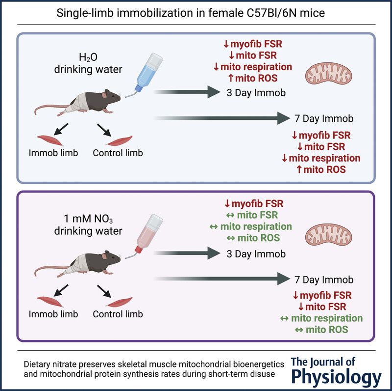JPhysiol's tweet image. Heather L. Petrick (@UofG_HHNS @NMS_UM) et al. found that #dietary nitrate preserves mitochondrial #bioenergetics and mitochondrial protein synthesis rates during short-term immobilization in mice 🔎 💉
📜 Read the #Research here: buff.ly/KOPkFzU