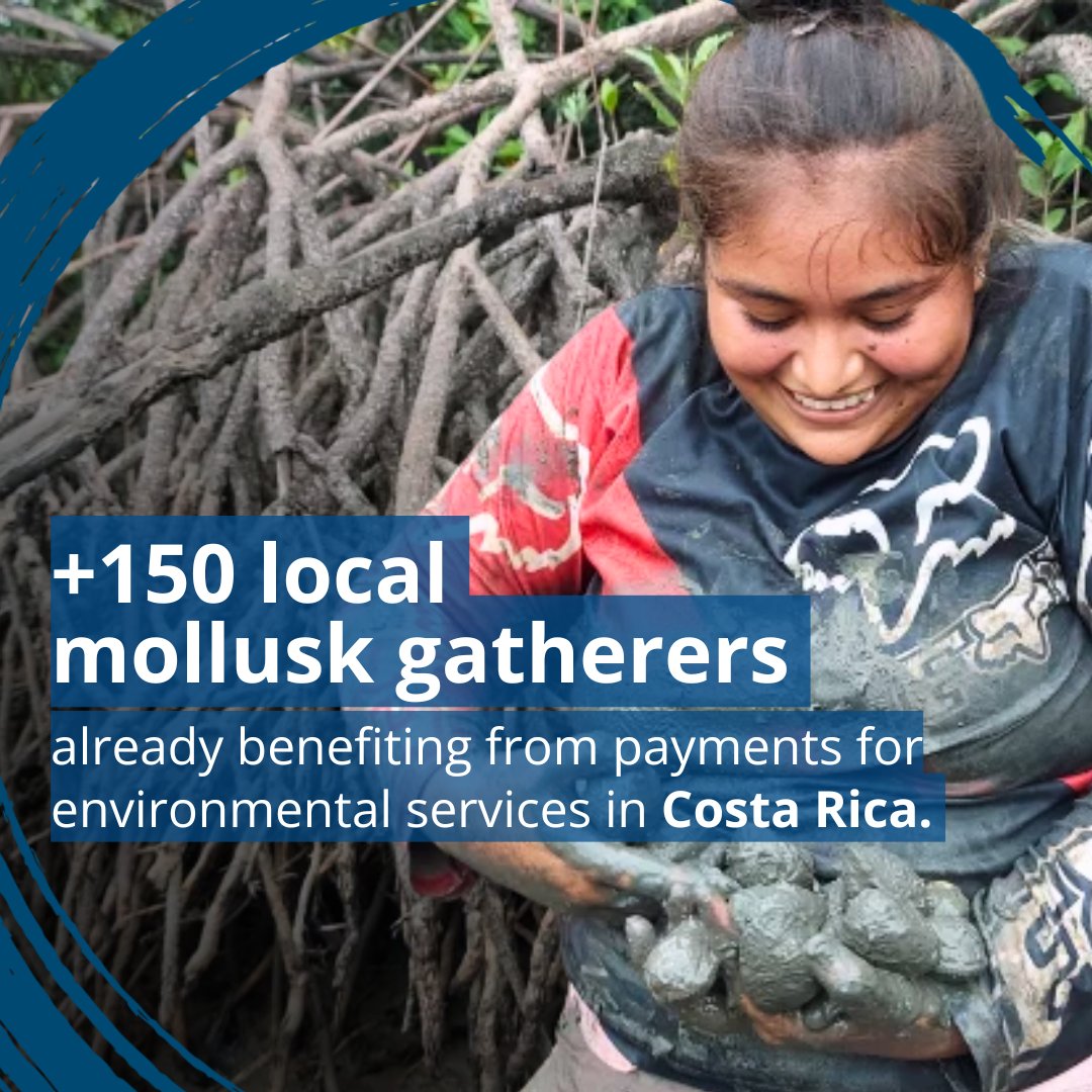 WorldBank's tweet image. This pioneering pilot in Costa Rica, supported by @WorldBank, rewards members of community associations for their work as mollusk gatherers, improving their livelihoods & recognizing their work in the conservation of the country's mangroves.
Read more: wrld.bg/cLjm50WtFy6