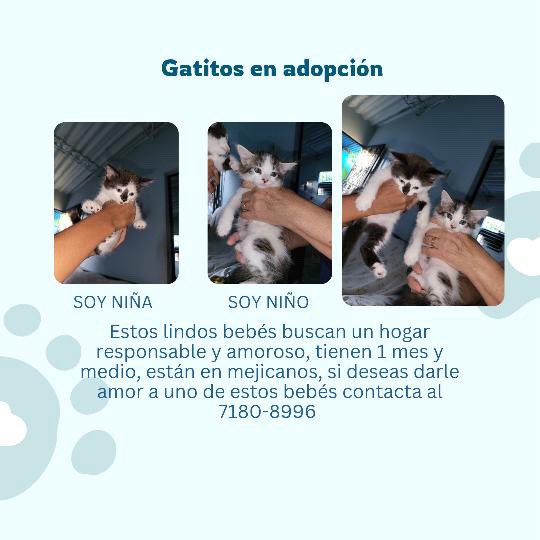 DameTuPatasv's tweet image. Mishis en adopción ✨🩵