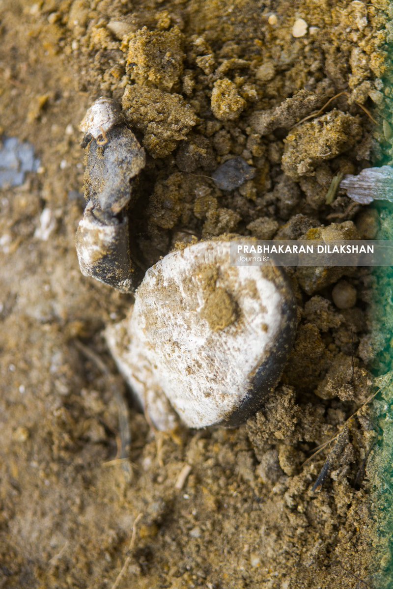 Prabhakaranlk's tweet image. During today’s excavation at the Chemmani human grave site in jaffna , five additional sets of human remains have been newly identified.
With this, the total number of human skeletal remains identified at the Chemmani grave site has increased to 85 #chemmani #chemmanimassgrave