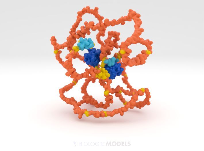 BiologicModels's tweet image. This protein was created by Alphafold, which can be notoriously difficult to 3d print. Blue regions are confidently folded, yellow and orange regions have decreasing confidence. If you need help printing an alphafold protein, send us a #3DPrint request at buff.ly/u0ml0cB