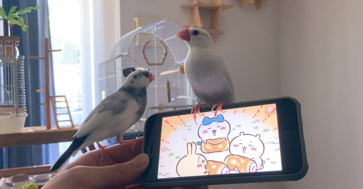 toshivoice11's tweet image. 文鳥とちいかわを見ています