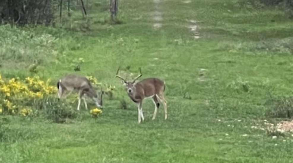 MMPGuns's tweet image. 🎯 Ready to take your hunting game to the next level? Check out "4 Ethical Hunting Practices to Aim For" 🌲 ow.ly/TbKh50WtVrB
#HuntingEthics #StayInTheGame #HuntSmart