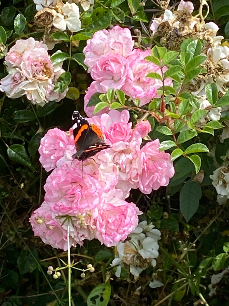 StuartMillson's tweet image. Meanwhile, far from the madding crowd and our tottering state, we can at least take pleasure in Nature’s realm… @CPRESurrey @Love_plants @CPREBerkshire @CarolKlein @LBFlyawayhome @DerekTurner1964