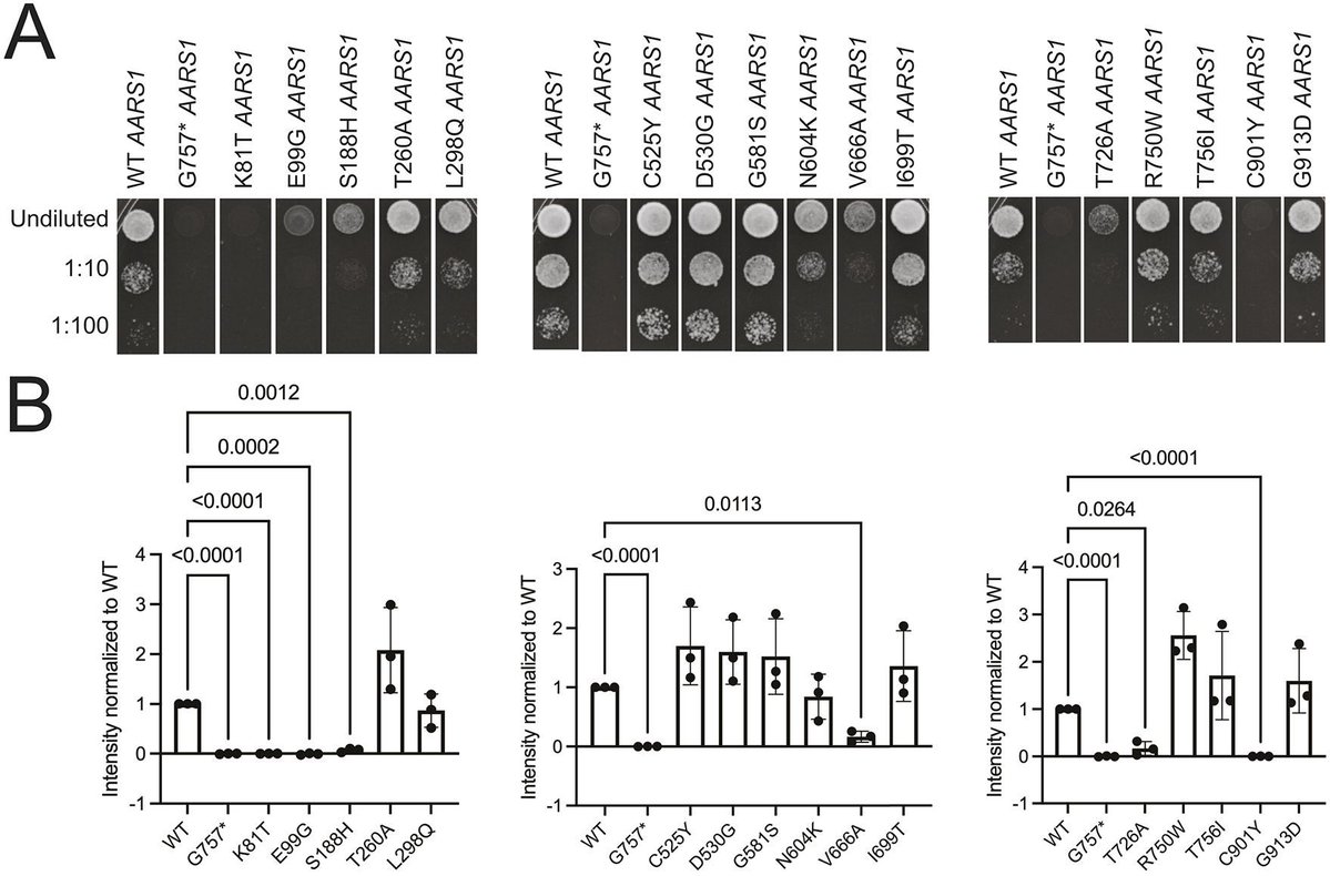 DMM_Journal's tweet image. Variants in AARS1 have been associated with multi-system recessive phenotypes & dominant axonal peripheral neuropathy. Kuo & co use a humanised yeast model to test the functional consequences of 16 AARS1 missense variants reported in recessive diseases. doi.org/10.1242/dmm.05…