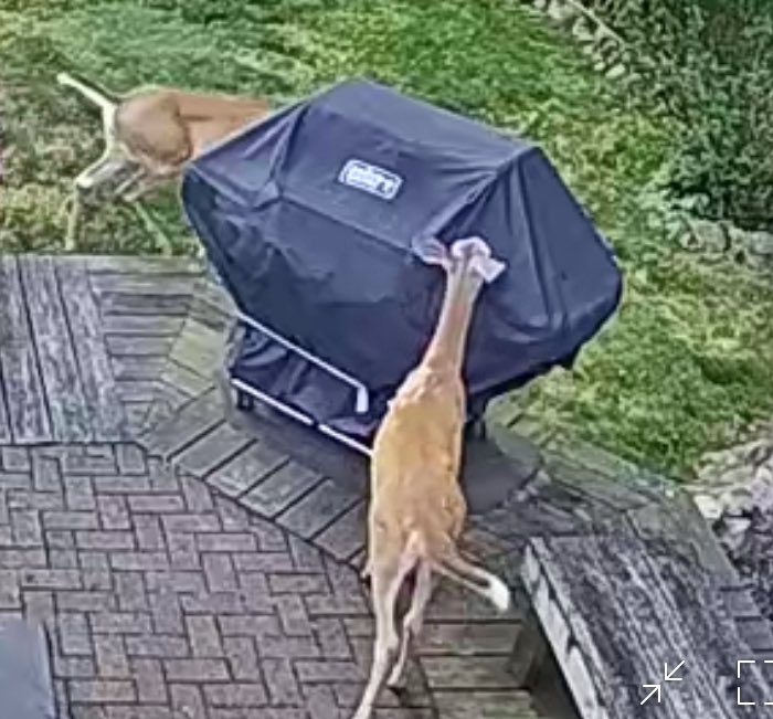 _shrek13's tweet image. If you think I’m going to cook on the grill for you 2 guess again 🤷🏻♂️🤣❤️🦌🦌