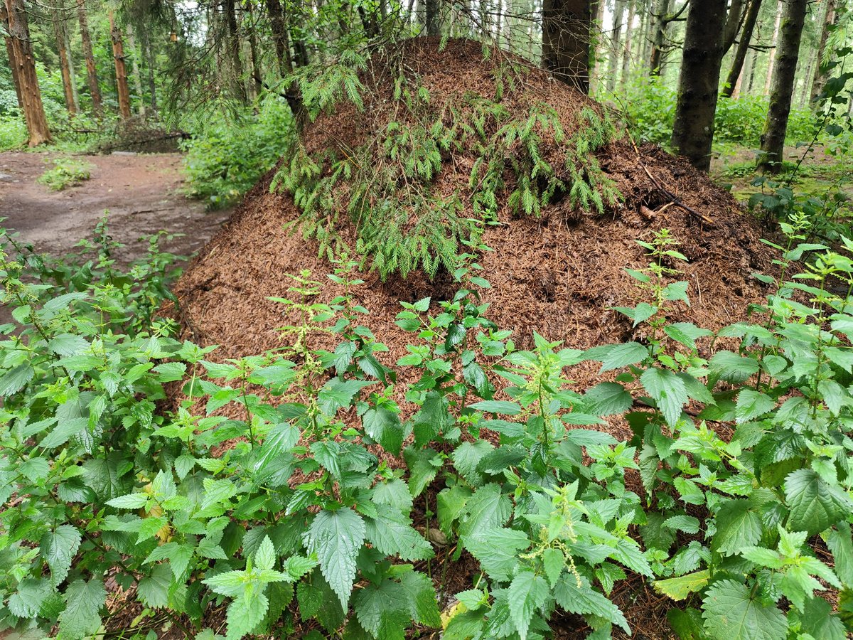 vatnik_destruct's tweet image. This ant colony is fortified as fuck. Look at that nettle defence line.