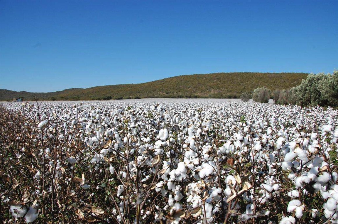 africanfarming_'s tweet image. Small-scale cotton farmers’ challenges
👉africanfarming.com/tiny/8wbj