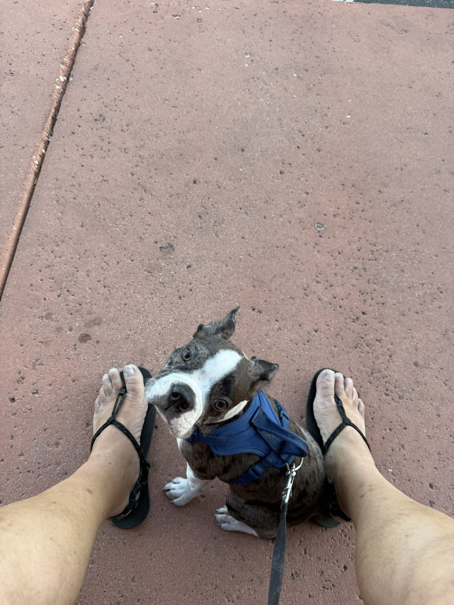 MarkBski's tweet image. I made a wrong turn on my morning puppy ruck & hike & wound up sitting in front of Starbucks for an hour drinking coffee. Munchkin enjoyed everyone who stopped by, said hello, & rubbed her ears.