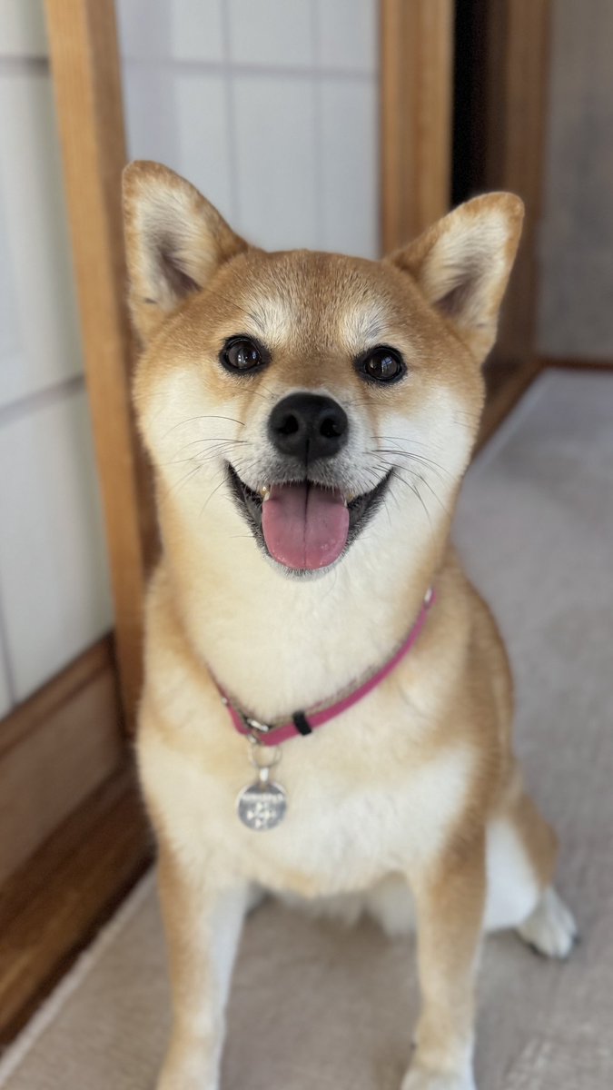 AnnaHenbane's tweet photo. @Poco218 ぽこさん、お疲れさまです♡
柴犬の可愛いのとおふざけをどうぞです🐕 https://t.co/iYiShX86dd