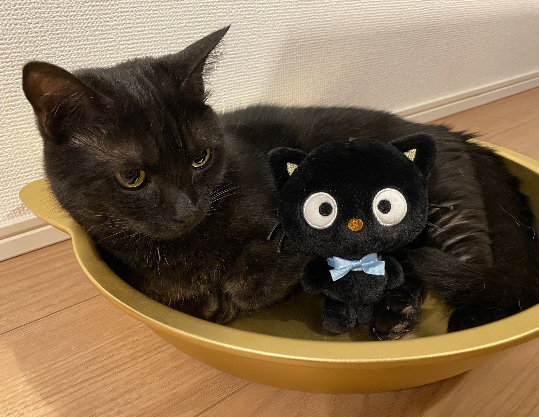 ちびねこ　0504 チビビ🐈‍⬛🐈‍⬛ on X: 