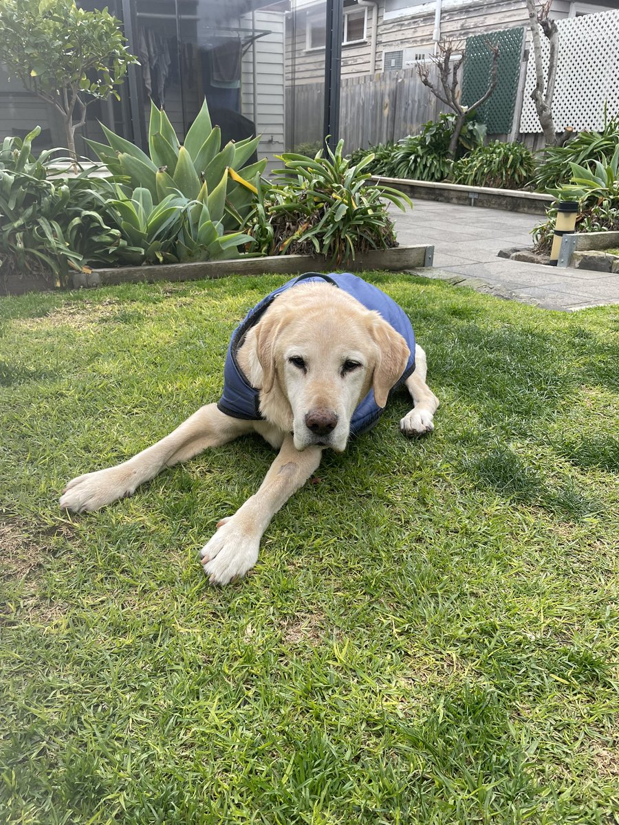 Every day with Henry is precious.

He still loves his food and enjoys his walks around the block when he’s able to get moving.

He’s our precious old boy, our Yellow Dog