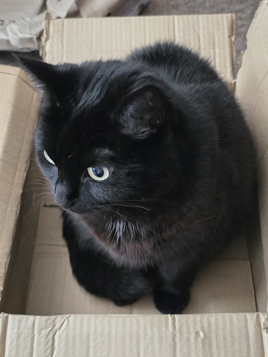 UltraBlakey's tweet photo. Luna turns 4 years old today 🐈‍⬛🖤 https://t.co/1R4zWfm38q